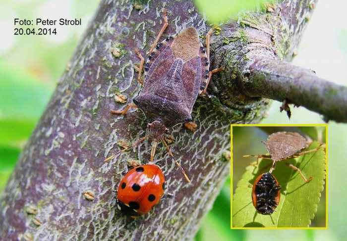 Baumwanze Strobl 58FD