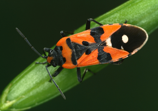 Lygaeus equestris ksg Eschwege