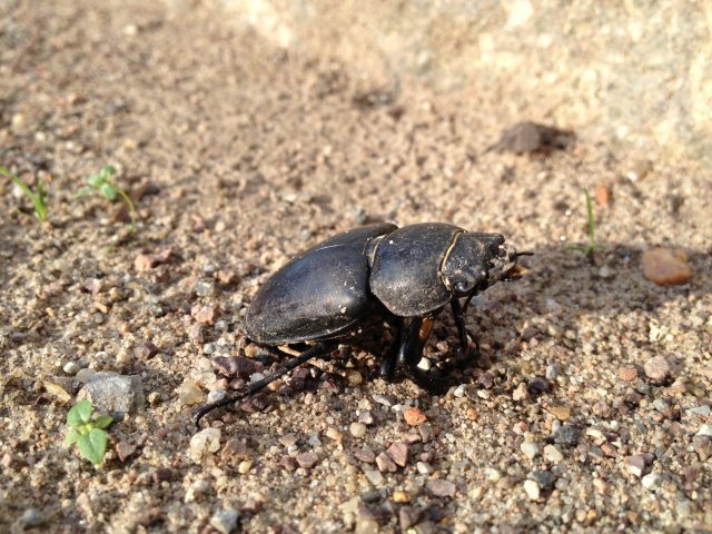 Weibchen L. cervus, 10.07.2012, Dessau, Kleingarteanlage "Freundschaft"