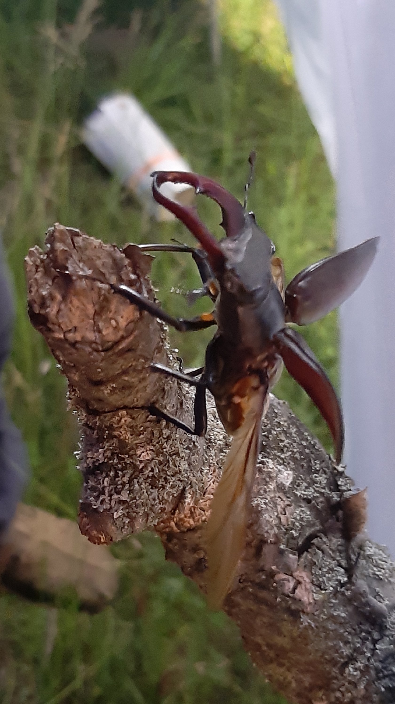 Lucanus