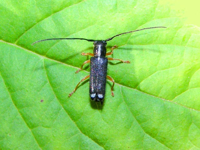 Menesia bipunctata